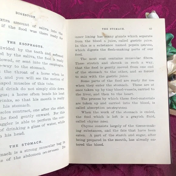 1888 Antique Book: Physiology for Young People Adapted to Intermediate Classes - Picture 6 of 10